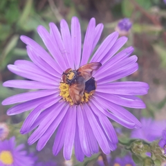 Phasia aurigera