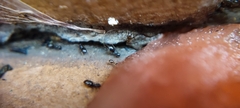 Plagiolepis