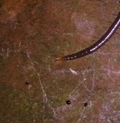 Geophilus carpophagus
