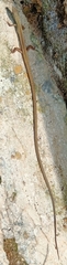 Takydromus sexlineatus