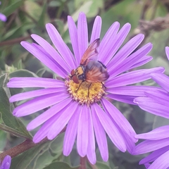 Phasia aurigera
