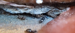 Plagiolepis