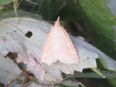 Udea lutealis