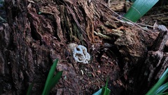 Ileodictyon cibarium