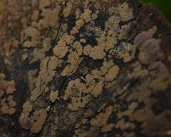 Jackrogersella multiformis