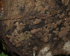 Jackrogersella multiformis