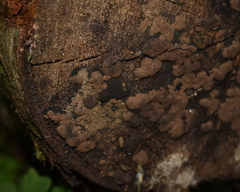 Jackrogersella multiformis