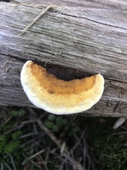 Gloeophyllum sepiarium