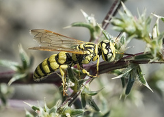Philanthus multimaculatus