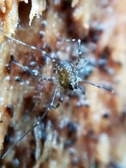 Rilaena triangularis