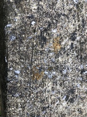 Xanthocarpia feracissima