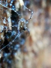 Rilaena triangularis