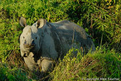 Rhinoceros unicornis