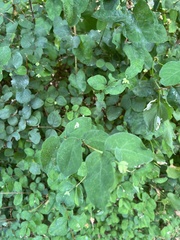 Aulagromyza