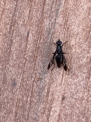 Tritoxa flexa