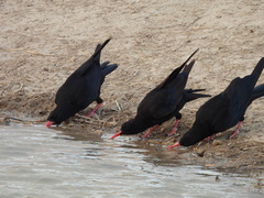 Pyrrhocorax pyrrhocorax