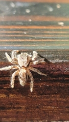 Eris militaris