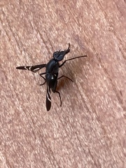 Tritoxa flexa