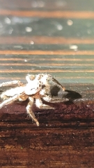 Eris militaris