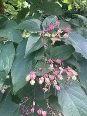 Clerodendrum