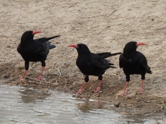 Pyrrhocorax pyrrhocorax