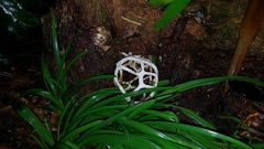 Ileodictyon cibarium