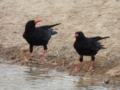 Pyrrhocorax pyrrhocorax