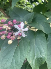 Clerodendrum
