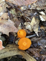 Hygrophorineae