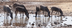 Equus quagga burchellii
