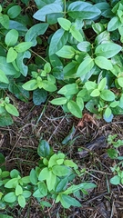 Lonicera periclymenum