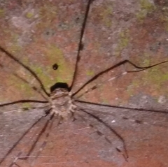 Dicranopalpus