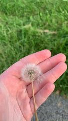 Taraxacum erythrospermum