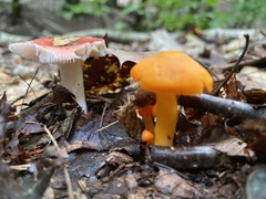 Hygrophorineae