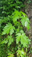 Acer saccharinum