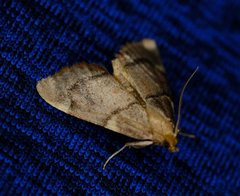 Hypsopygia