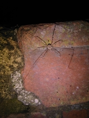 Dicranopalpus