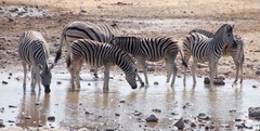 Equus quagga burchellii