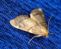 Hypsopygia