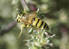 Philanthus multimaculatus
