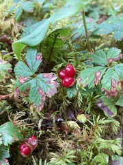 Rubus pedatus