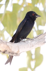 Dicrurus adsimilis apivorus
