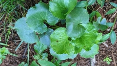 Caltha palustris