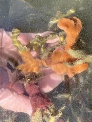 Botrylloides violaceus