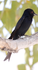 Dicrurus adsimilis apivorus