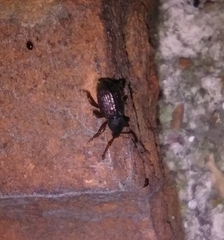 Otiorhynchus