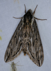 Sphinx canadensis