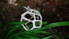 Ileodictyon cibarium