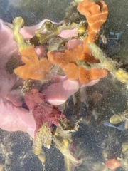 Botrylloides violaceus