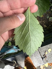 Crataegus douglasii